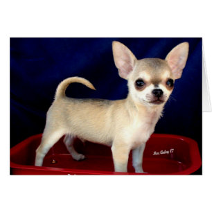 Cartão Chihuahua de desativação