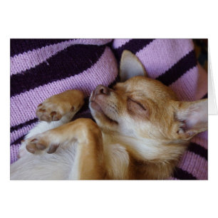 Cartão Chihuahua do sono