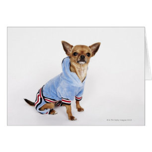 Cartão Chihuahua do Teacup