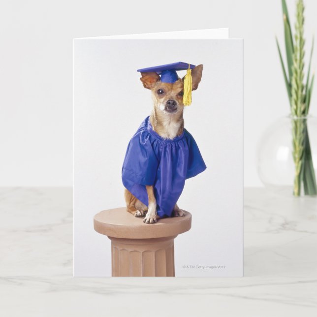 Cartão Chihuahua dog wearing graduation uniform, studio (Frente)