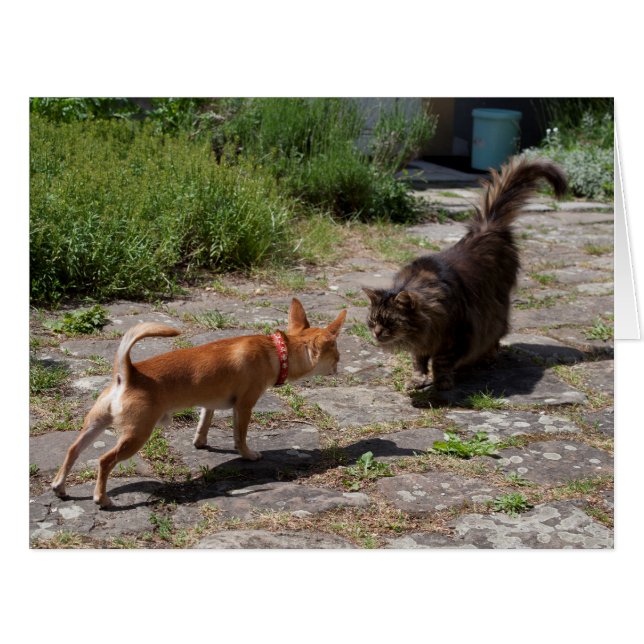 Cartão Chihuahua encontra gato (Frente horizontal)
