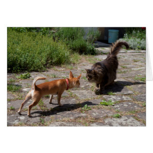 Cartão Chihuahua encontra gato