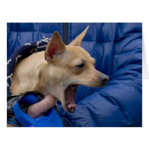 Cartão Chihuahua gritando