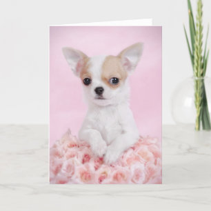 Cartão Chihuahua in pink with roses