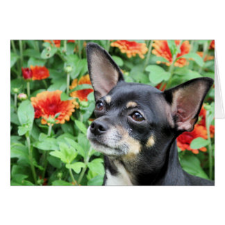 Cartão Chihuahua - Isabella - foto 41