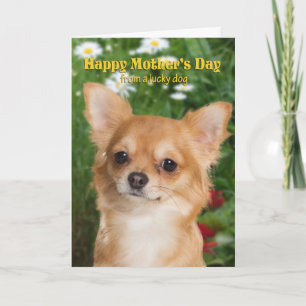 Cartão Chihuahua Mother's Day Card