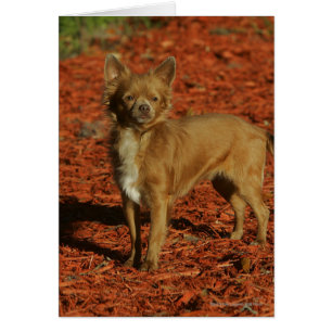 Cartão Chihuahua olhando para a câmera