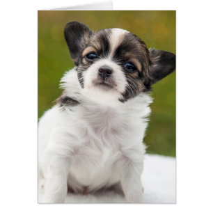 Cartão Chihuahua Puppy