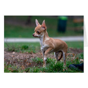 Cartão Chihuahua Puppy