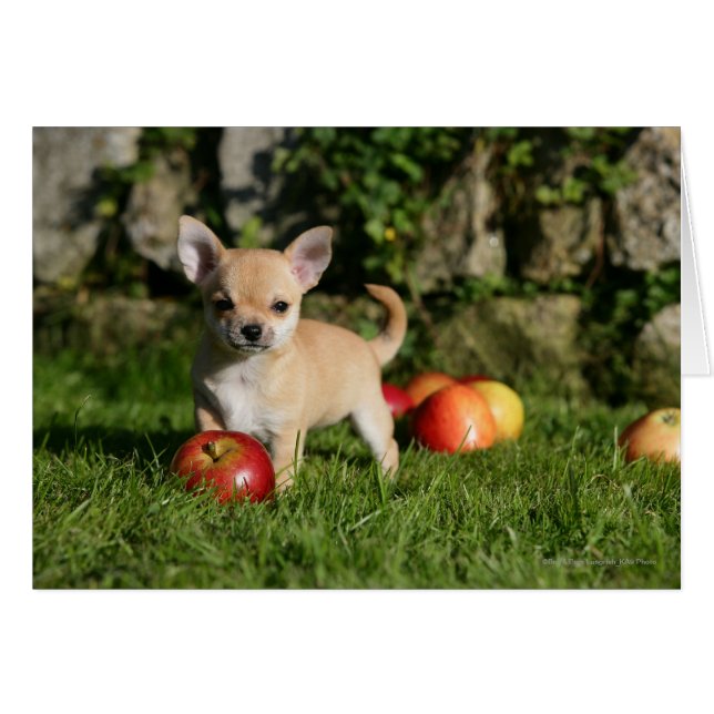 Cartão Chihuahua Puppy com Maçãs (Frente Horizontal)