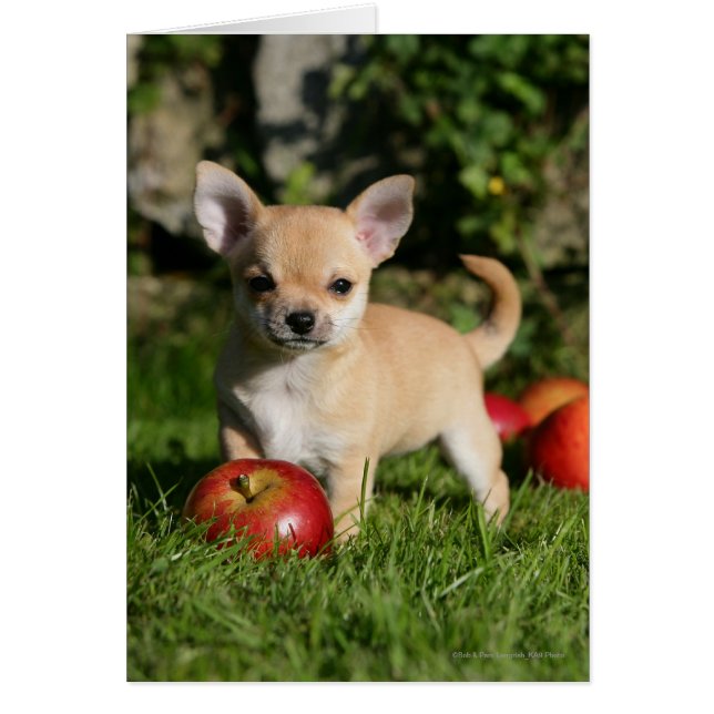 Cartão Chihuahua Puppy com Maçãs (Frente)