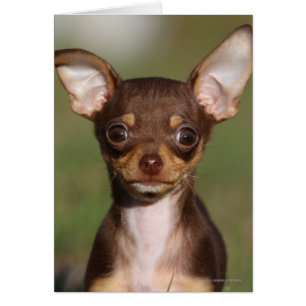 Cartão Chihuahua Puppy olhando para a câmera