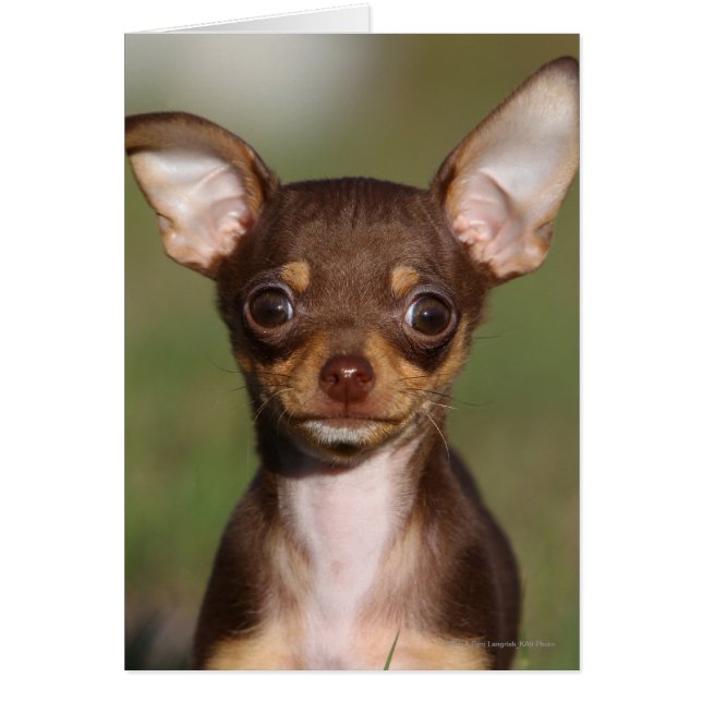 Cartão Chihuahua Puppy olhando para a câmera (Frente)