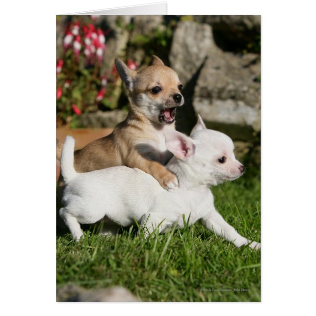 Cartão Chihuahua Puppy Tocando (Frente)