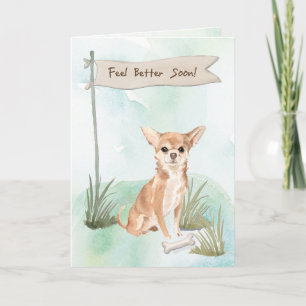 Cartão Chihuahua se sente melhor depois da cirurgia ao cã