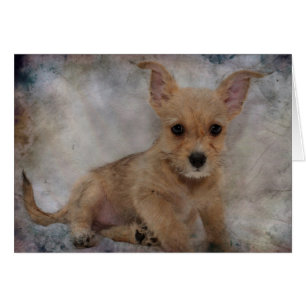 Cartão Chihuahua/Yorkie Puppy
