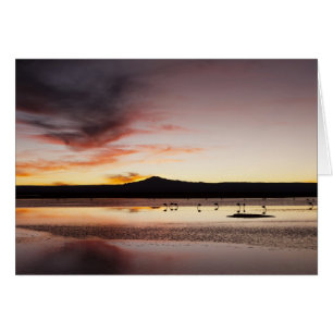 Cartão Chilena Flamingo