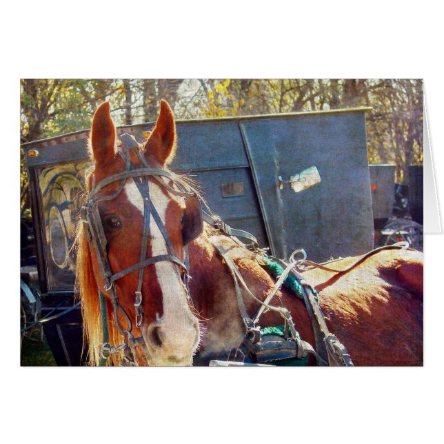 Cartão Chilning Amish Horse (Frente Horizontal)