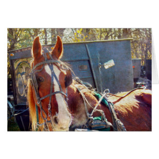 Cartão Chilning Amish Horse