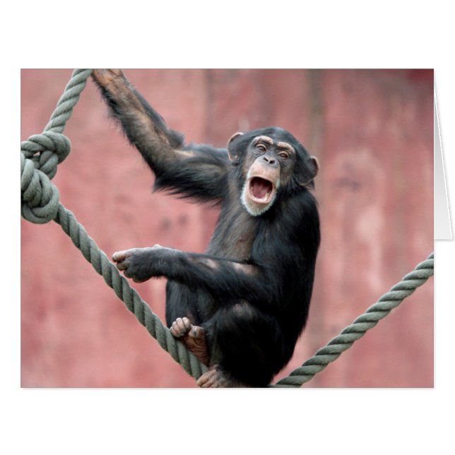 Cartão Chimpanzé 001 (Frente horizontal)