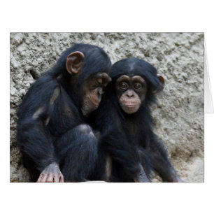Cartão Chimpanzé 002