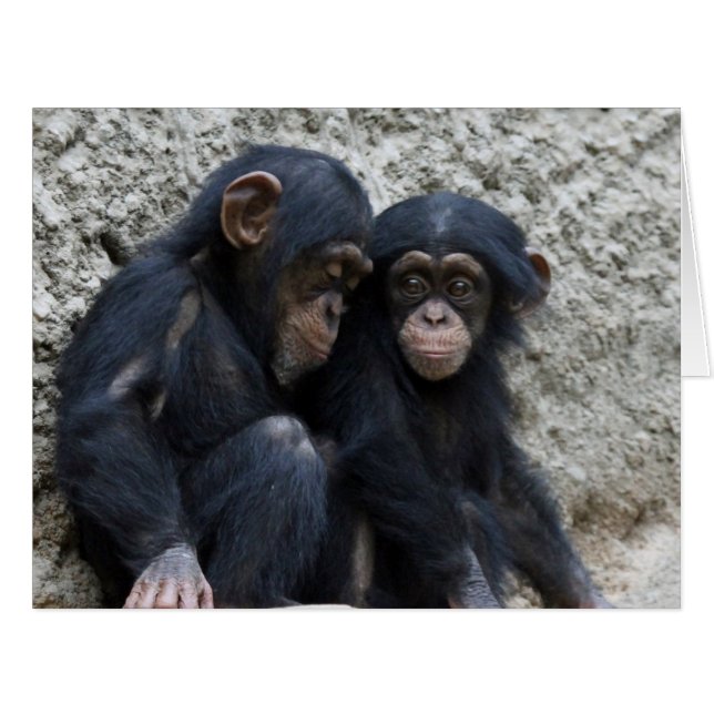 Cartão Chimpanzé 002 (Frente horizontal)