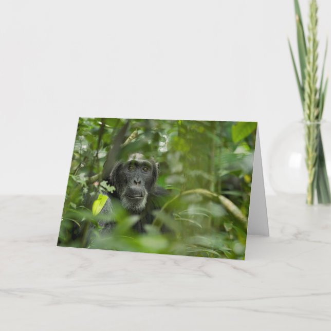 Cartão Chimpanzee Hidden Amongst Vegetation (Frente)