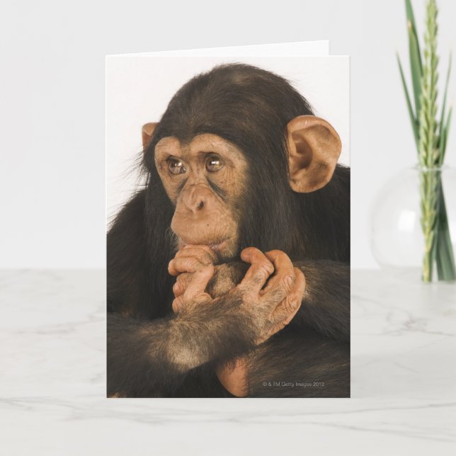 Cartão Chimpanzee (Pan troglodytes). Young playfull 2 (Frente)