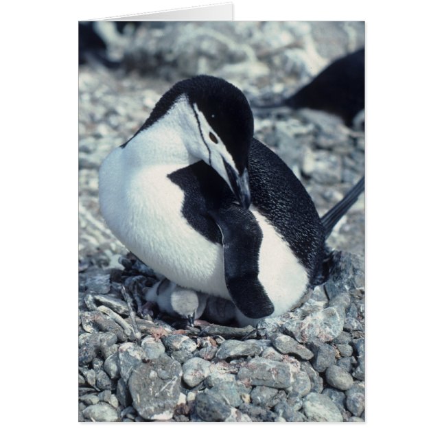Cartão Chinstrap Penguin (Frente)