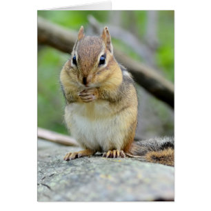 Cartão Chipmunk bonito super que levanta doce