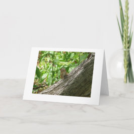 Cartão Chipmunk, Jardins Botânicos de Nova York