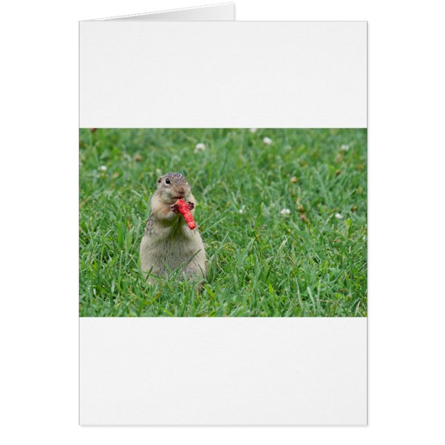 Cartão Chipmunk.JPG (Frente)