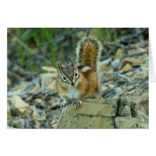 Cartão Chipmunk no Parque Nacional Glacier (Frente Horizontal)