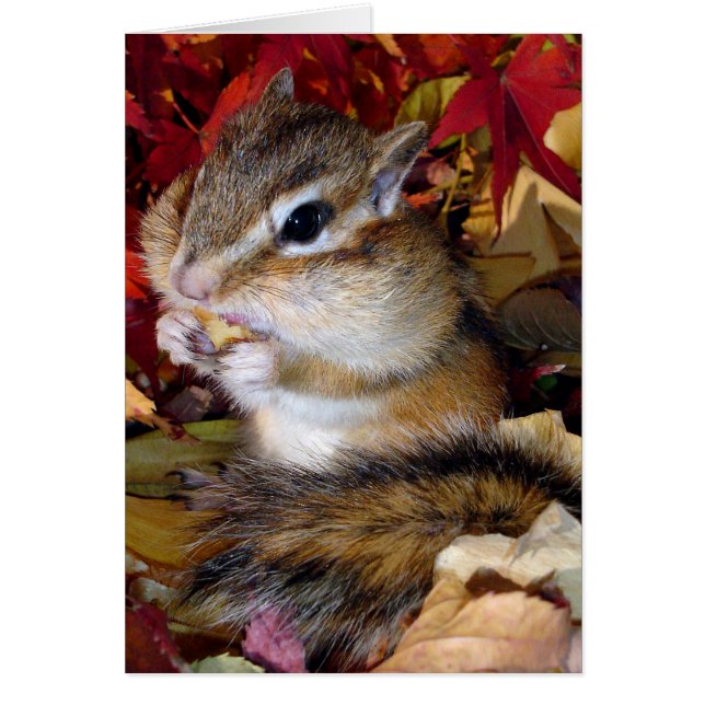Cartão Chipmunk (photo) , Autumn (Frente)