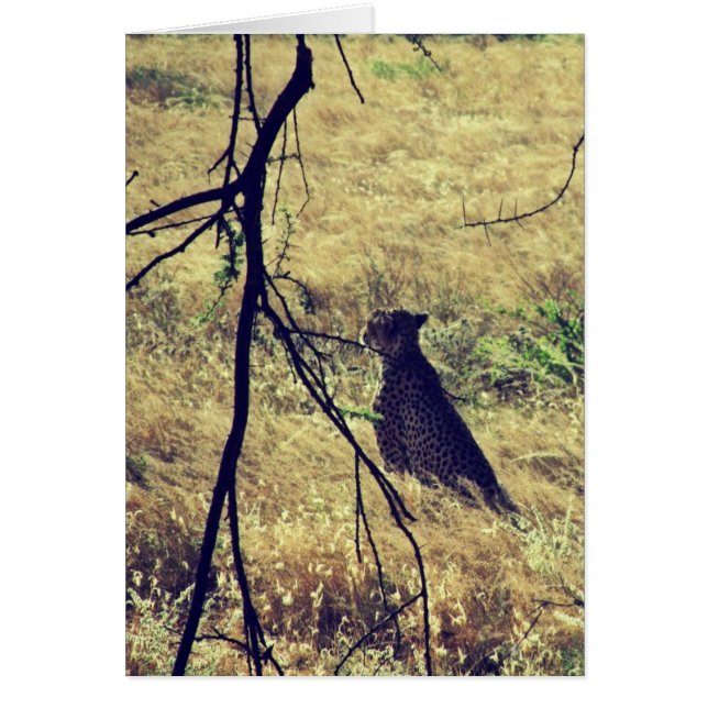 Cartão Chita em Samburu (Frente)