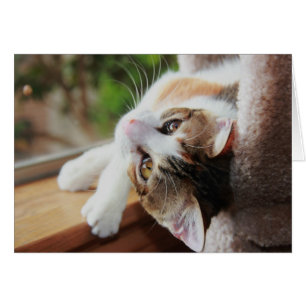 Cartão Chita no Windowsill, notas preciosas do gatinho