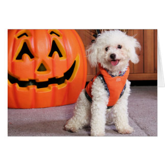 Cartão Chloe - Poochon - Photo-10