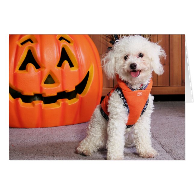 Cartão Chloe - Poochon - Photo-10 (Frente Horizontal)