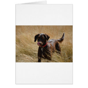 Cartão Chocolate Brown Labrador Retriever