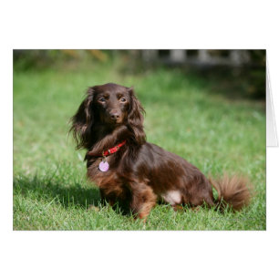 Cartão Chocolate e Miniatura Longa de Cabelo Dachshund