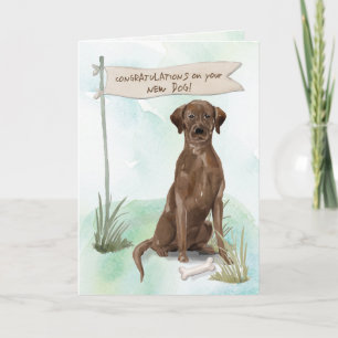 Cartão Chocolate Lab Congratulations on New Dog