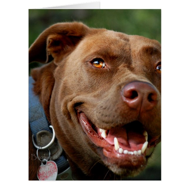 Cartão Chocolate Lab Pit Mix Dog Happy Sorri (Frente)