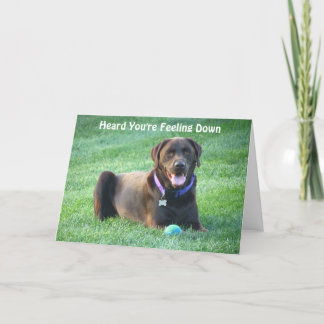 Cartão Chocolate Lab Thinking Of You Card!
