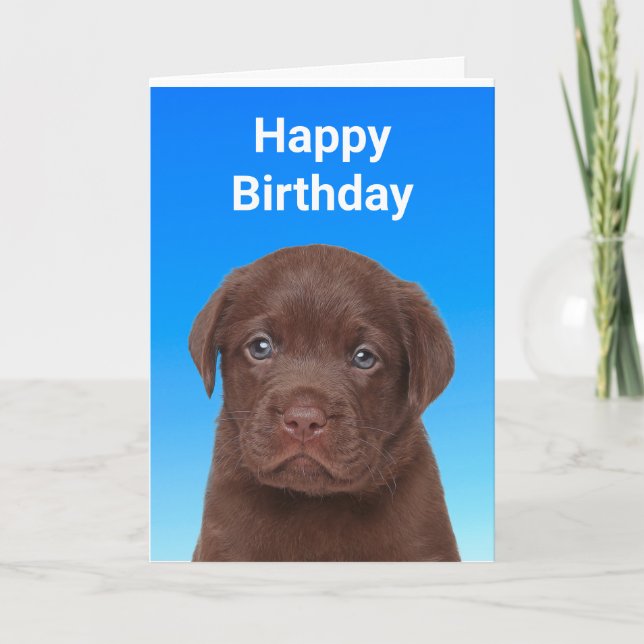 Cartão Chocolate Labrador Birthday (Frente)