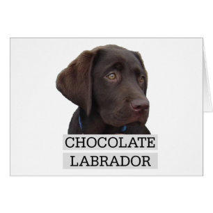 Cartão Chocolate Labrador design único!