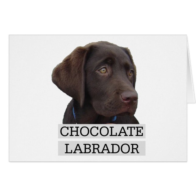 Cartão Chocolate Labrador design único! (Frente Horizontal)