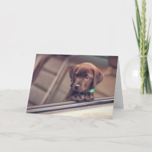 Cartão Chocolate Labrador Pupido No Carro
