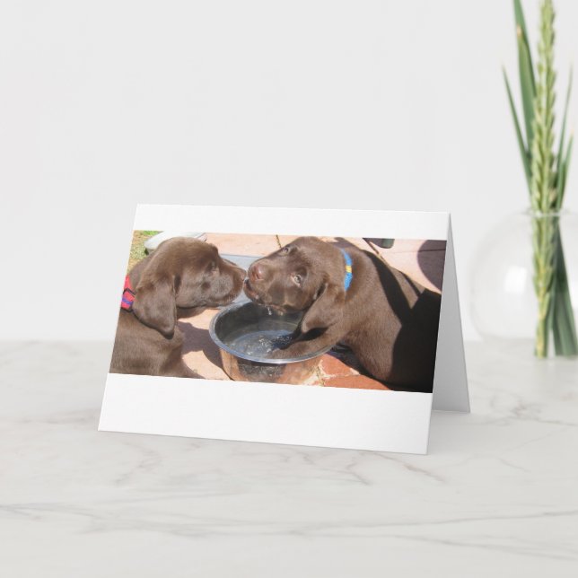 Cartão Chocolate Labrador Puppies (Frente)
