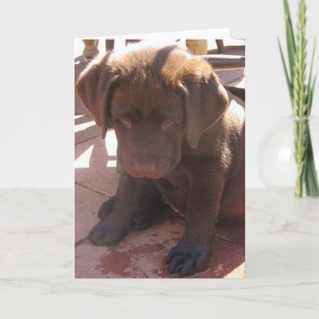Cartão Chocolate Labrador Puppy (Frente)