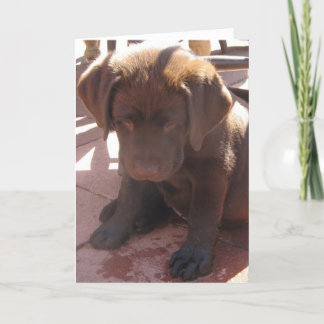 Cartão Chocolate Labrador Puppy
